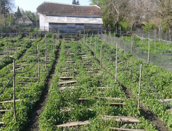 Unsere Bio-Farm, briv